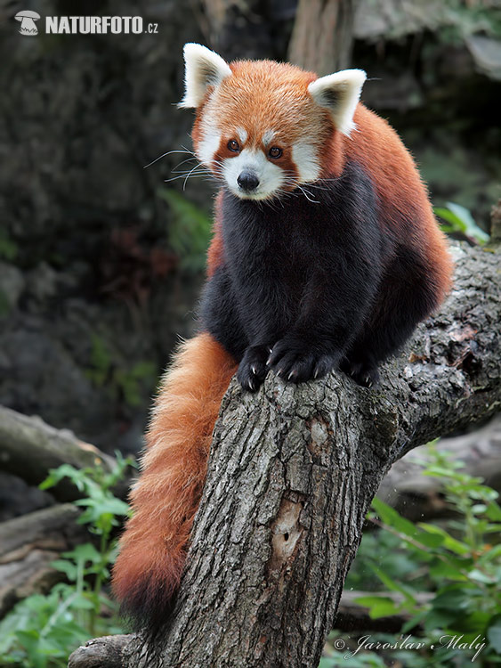 Panda rojo