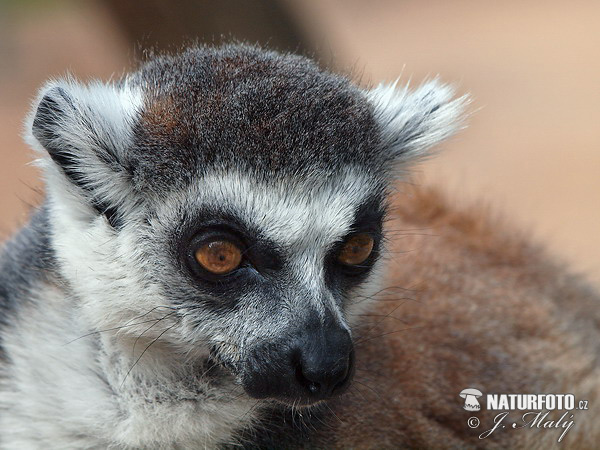 Prstenastorepi lemur