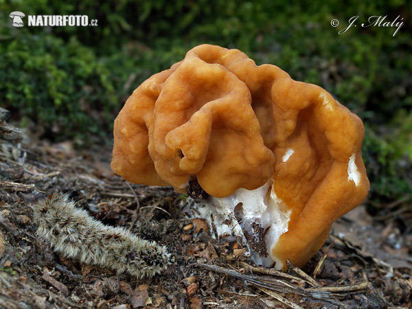 Snowbank False Morel Mushroom (Gyromitra gigas) Snowbank False Morel Mushroom (Gyromitra gigas)