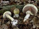 зелена мухоморка + печурка Agaricus silvaticus