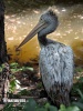 Къдроглав пеликан