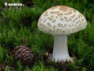 Amanita citrina