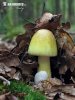 Amanita phalloides