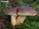 Bay Bolete