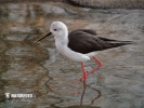 Black-winged Stilt