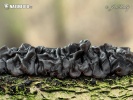 Black Witches' Butter