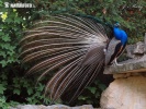 Burung Merak Biru