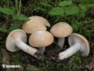 Calocybe gambosa