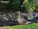 Canard colvert