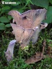 chanterelle violette