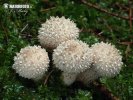 Common Puffball