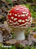 Fly Agaric