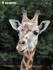 Giraffa camelopardalis rothschildi