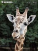 Giraffa di Rothschild