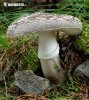 Grey Spotted Amanita