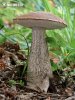 Hazel bolete