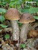 Hazel bolete