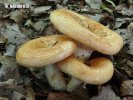 Lactarius zonarius