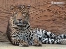 Leopardo di Giava