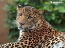 Leopardo di Giava