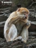 Macaco-de-gibraltar