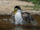 Masked Lapwing