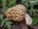 Morchella esculenta