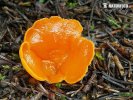 Orange Peel Fungus