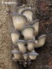 Oyster Mushroom