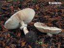 Parasol - Chlorophyllum brunneum