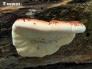 polypore fuligineux