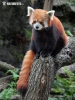 Red Panda