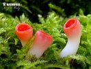 Scarlet Elfcup