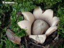 Sessile Earthstar