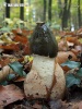 Stinkhorn