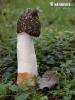 Stinkhorn