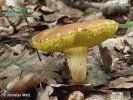 Suede Bolete