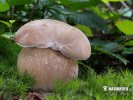 Summer Bolete