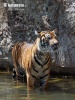 Szumátrai tigris