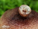 Tricholoma vaccinum