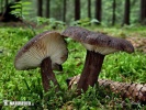 Velvety Milkcap