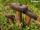 Velvety Milkcap