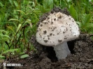 Warted Amanita