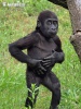 Westelijke gorilla