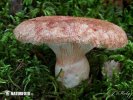 Woolly Milkcap