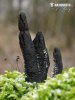 Xylaria longipes