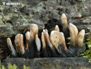 Xylaria longipes