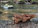 杉粘褶菌