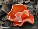 橙黃網孢盤菌