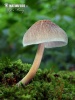粉褐光柄菇